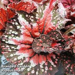 Begonia rex 'Helter Skelter'