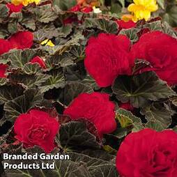 Begonia 'Non Stop Mocca Cherry'
