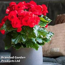 Begonia 'Rosebud Halo Red'