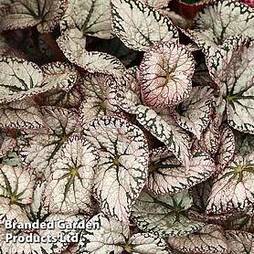 Begonia 'Silver Lace'