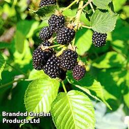 Blackberry 'Triple Crown' (Organic)