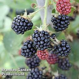 Blackberry 'Loch Maree'