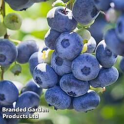 Blueberry 'Draper'