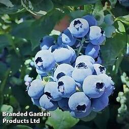 Blueberry (Vaccinium) 'Megasblue'