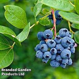Blueberry 'Rubel'