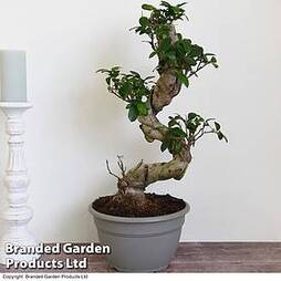 Bonsai Ficus microcarpa 'Ginseng' in Decorative Pot