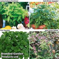 Botanical Infusions Plants - Collection