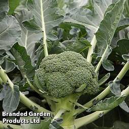 Broccoli 'Monclano' F1 Hybrid (Calabrese)