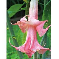 Angels Trumpets 'Double Fragrant Pink'