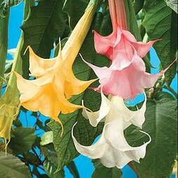Angels Trumpets 'Double Fragrant Collection'