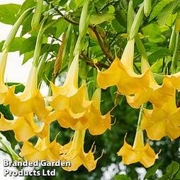 Brugmansia 'Single Yellow'