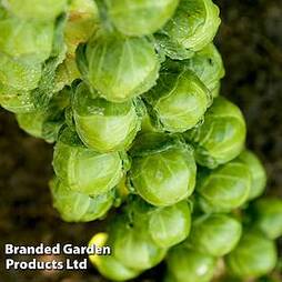 Brussels Sprout 'Cryptus' F1