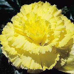 Begonia 'Prima Donna Yellow'
