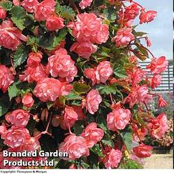 Begonia 'Sweet Spice English Rose'