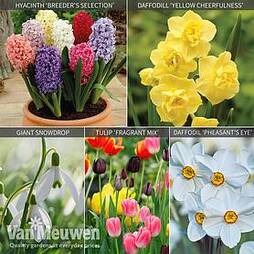 Fragrant Bulb Collection