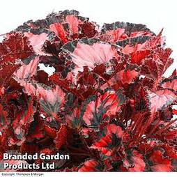 Begonia 'Red Robin'