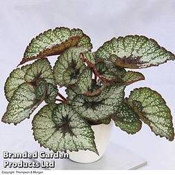 Begonia 'Rocheart'