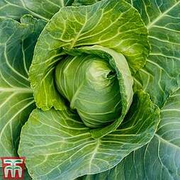 Cabbage 'Wheelers Imperial' (Spring) - Heritage
