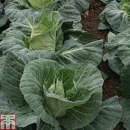 Cabbage 'Tantour' F1 Hybrid (Summer)