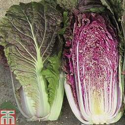 Cabbage chinese 'Scarvita' F1 Hybrid (Autumn)