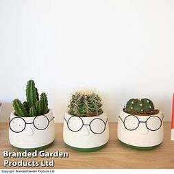 Cactus in Decorative Pot