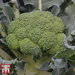 Broccoli 'Komodo' F1 Hybrid (Calabrese)