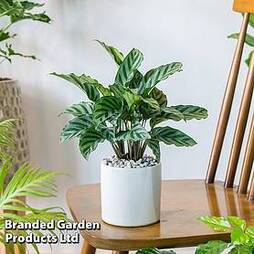 Calathea 'Freddy' (House Plant)