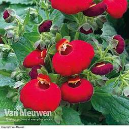 Calceolaria 'Calynopsis Red'