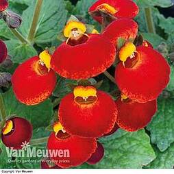 Calceolaria 'Calynopsis Yellow with Red'