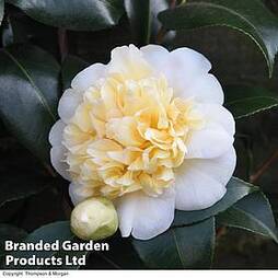 Camellia 'Blooming Wonder White'