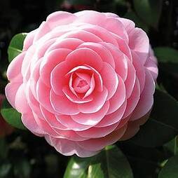 Camellia 'Blooming Wonder Pink'