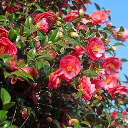 Camellia japonica 'Doctor King'