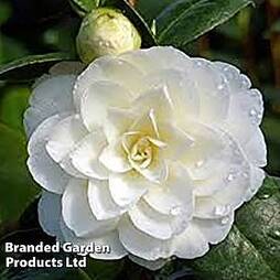 Camellia 'Golden Anniversary'