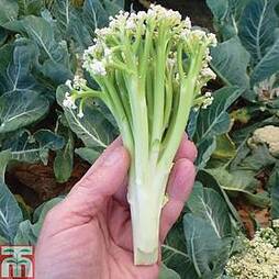 Cauliflower 'Chinese Sweet Sprouting' F1 Hybrid