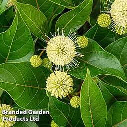 Cephalanthus occidentalis 'Honeyballs'