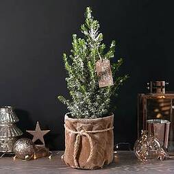 Indoor Christmas Tree in Jute Bag - Gift