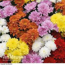 Chrysanthemum 'Decorative'