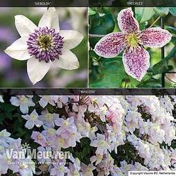 Clematis Trinity Collection