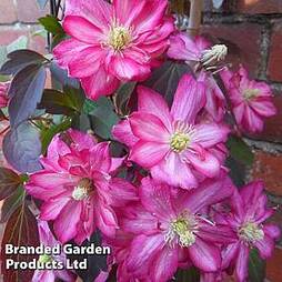 Clematis montana 'Double Strawberry Truffle'