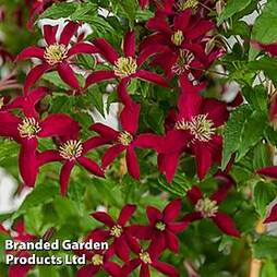Clematis 'Glorious'? Red'
