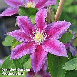 Clematis 'Red Pearl'