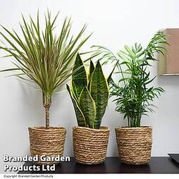Clean Air Houseplant Collection