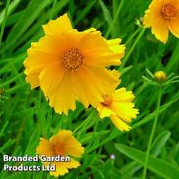 Coreopsis Grandiflora Mayfield Giant