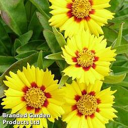 Coreopsis 'Baby Gold'