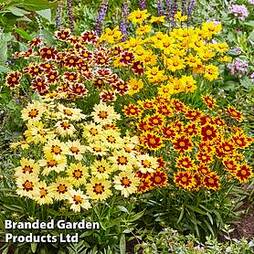 Coreopsis 'Solar Collection'