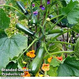Courgette 'Black Forest' F1 Hybrid