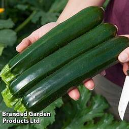 Courgette 'Twitter'