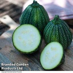 Courgette 'Boldenice' F1 Hybrid