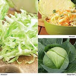 Cabbage 'Autumn Mix'