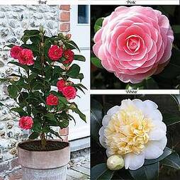 Camellia 'Blooming Wonder' - Gift